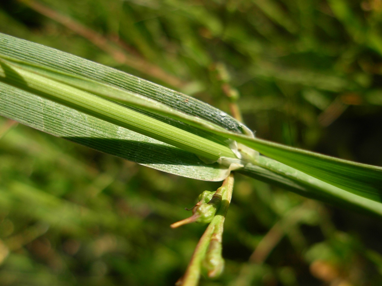 Phalaris brachystachys / Scagliola cangiante